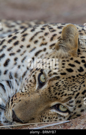 Engen Porträt eines männlichen Leoparden auf dem Boden liegend Stockfoto