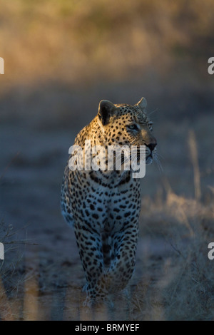 Einem männlichen Leoparden zu Fuß auf einem Spiel Weg aufmerksam vorausschauend Stockfoto