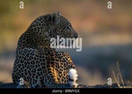 Rückansicht eines reifen erwachsenen männlichen Leopard (Panthera pardus) auf die Seite mit der Rute Zucken in Aufregung Stockfoto