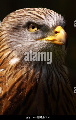 Rotmilan; Milvus Milvus; Kopfschuss; Profil; Kopf und Schultern; Close-up; Gefangener Vogel; Stockfoto