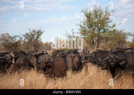 Büffel-Herde im Buschfeld Stockfoto