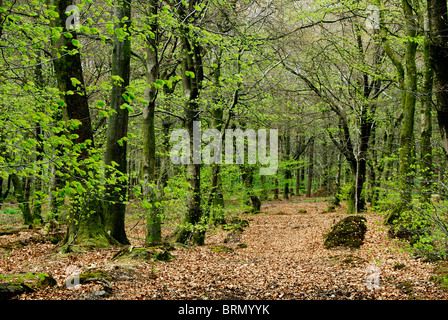 A Somerset beech wood in Spring, Beacon Hill Wood, UK April 2010 Stockfoto