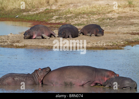 Malerische Hülsen von Hippo in die Untiefen und Sandbänke zu schlafen Stockfoto