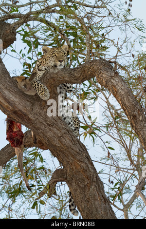 Leoparden ruht in einem Baum neben einen Ducker-kill Stockfoto