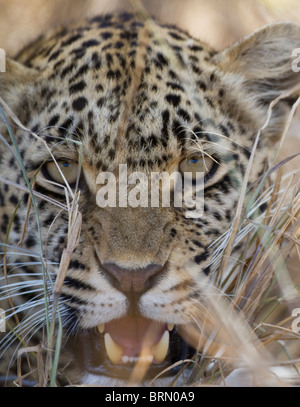 Engen Porträt eines Leoparden Knurren Stockfoto