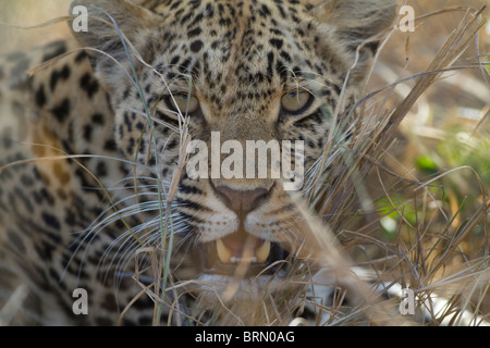 Engen Porträt eines Leoparden Knurren Stockfoto