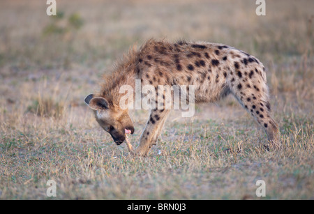 Gefleckte Hyäne an einem Knochen kauen Stockfoto