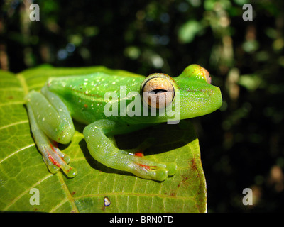Eine scharlachrote Schwimmhäuten Treefrog in Costa Rica Stockfoto