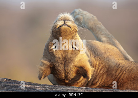 Porträt von einer Löwin auf dem Rücken liegend Stockfoto