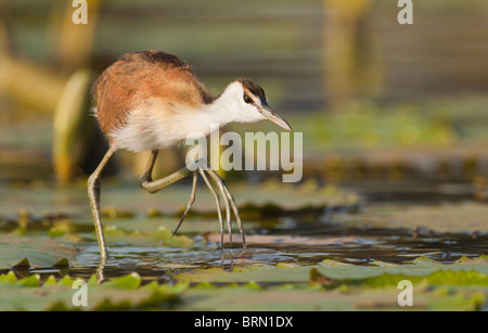 Afrikanische Jacana zu Fuß auf Seerosen Stockfoto