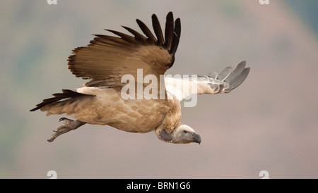 Kap Geier im Flug Stockfoto