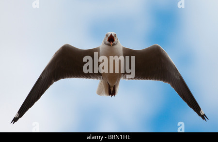 Grey-headed Möwe im Flug mit dem Schnabel weit offen Stockfoto