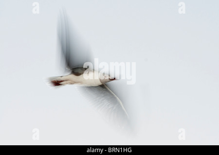 Grey-headed Möwe im Flug Stockfoto