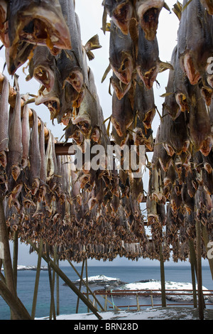 Fische trocknen. Lofoten-Inseln. Norwegen Stockfoto