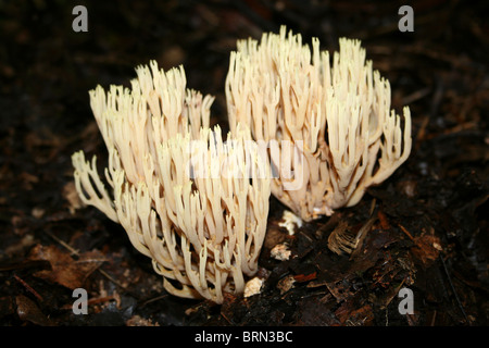 Aufrechte Coral Pilz Ramaria Stricta Taken an Dibbinsdale LNR, Wirral, UK Stockfoto