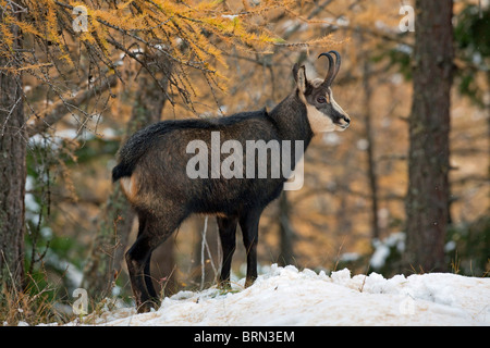 Alpine Gämse (Rupicapra Rupicapra). Männchen in einer verschneiten Lärchenwald an Nationalpark Gran Paradiso, Italien. Stockfoto