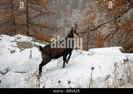 Alpine Gämse (Rupicapra Rupicapra) in einer verschneiten Lärchenwald an Nationalpark Gran Paradiso, Italien. Stockfoto