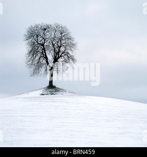 Baum im Winter im Schnee auf einem Hügel in einem Feld isoliert. Stockfoto