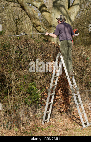 Mann auf einer Leiter mit einem Benzin-Heckenschere im späten Winter/Frühjahr. Stockfoto