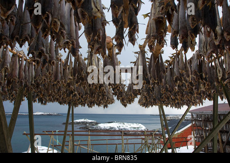 Fische trocknen. Lofoten-Inseln. Norwegen Stockfoto