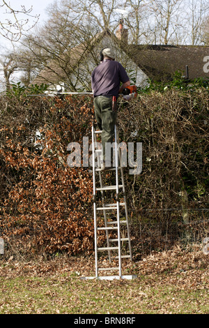 Mann auf einer Leiter mit einem Benzin-Heckenschere im späten Winter/Frühjahr. Stockfoto