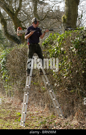 Mann auf einer Leiter mit einem Benzin-Heckenschere im späten Winter/Frühjahr. Stockfoto