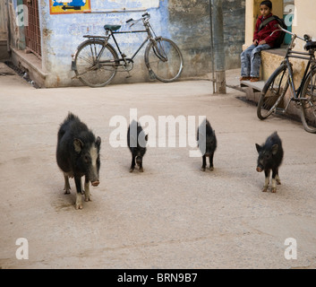 Eine Sau und ihre drei kleinen Schweinchen Stockfoto