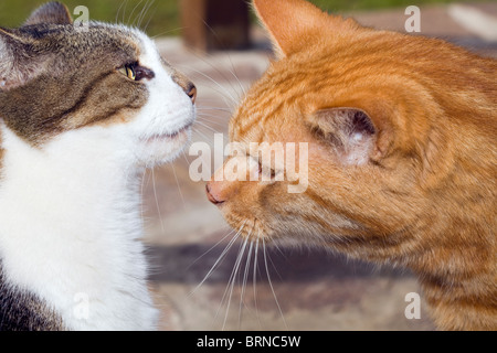 Zwei Hauskatzen Stockfoto