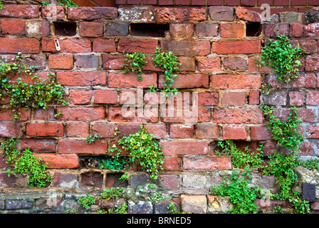 Alte Mauer mit Unkraut zwischen den Steinen Stockfoto