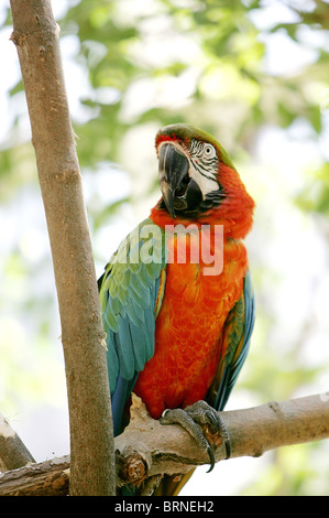 Bunte Ara sitzt in einem Baum Stockfoto