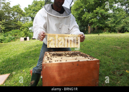 Imkerei. Unerfahrene Imker Erlernen der Fähigkeiten der Bienenzucht Stockfoto