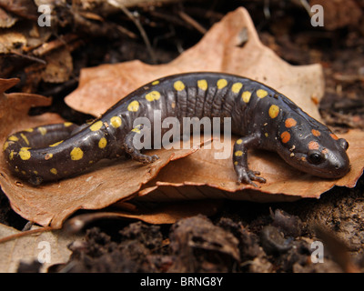 Spotted Salamander (Z.B. Aronstab) Stockfoto