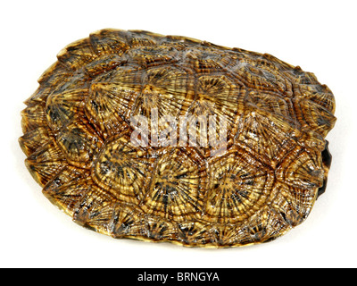 Holz (Glyptemys Insculpta) Schildkrötenpanzer isoliert auf weiss Stockfoto