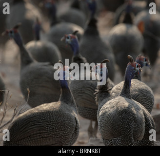 Behelmte Perlhühner (Numida Meleagris) im Etosha Nationalpark, Namibia Stockfoto