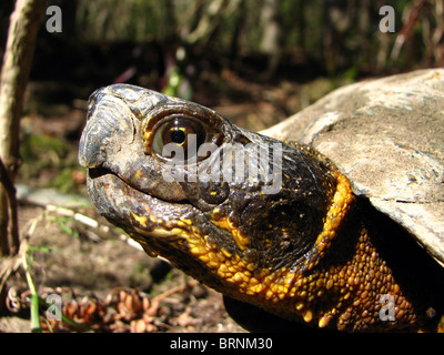 North American Wood Turtle (Glyptemys Insculpta) Stockfoto