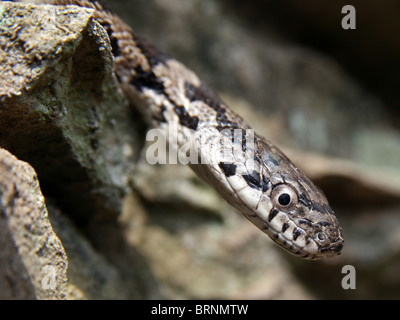 Juvenile schwarze Rattenschlange (bieten Obsoleta) Stockfoto