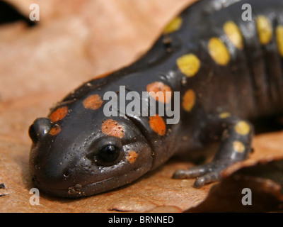 Spotted Salamander (Z.B. Aronstab) Stockfoto