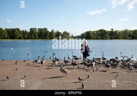 Eine Frau, die Fütterung der Schwäne und Tauben am See in Kensington Gardens, London Stockfoto