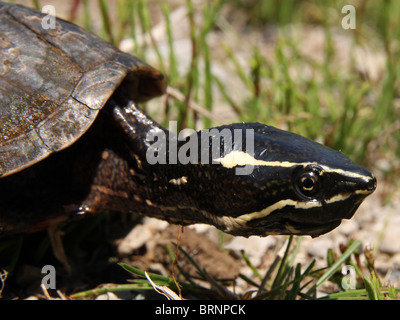 Stinkpot Schildkröte, AKA gemeinsame Moschus-Schildkröte (Sternotherus man) Stockfoto