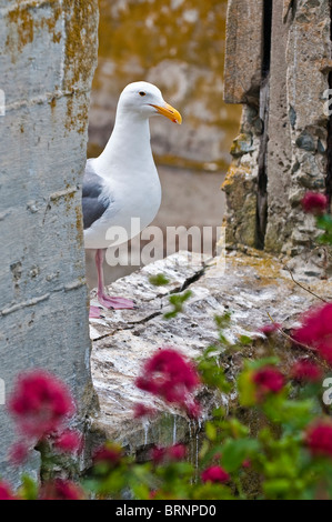 Westliche Möve, Larus Occidentalis, San Francisco, Kalifornien, USA Stockfoto