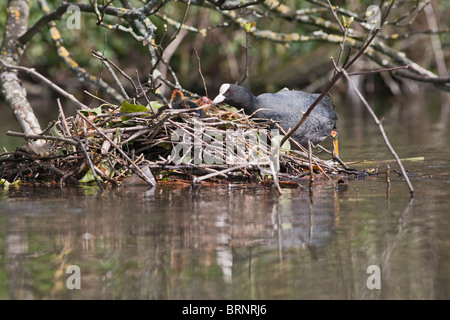 Blässhuhn (Fulica Atra) jungen am Nest füttert Stockfoto