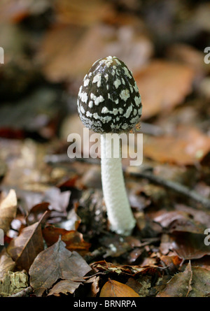 Elster Inkcap Pilz, Coprinopsis Picacea, Psathyrellaceae Stockfoto