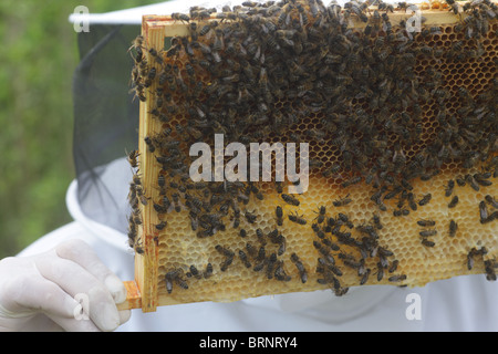 Imkerei. Unerfahrene Imker Erlernen der Fähigkeiten der Bienenzucht Stockfoto