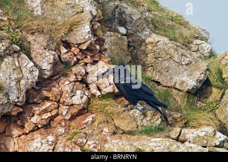 Raven (Corvus Corax) auf Klippe in der Nähe von nest Stockfoto