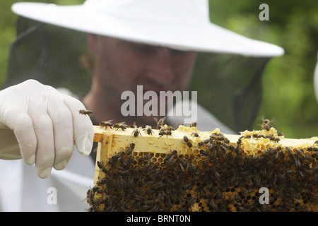 Imkerei. Unerfahrene Imker Erlernen der Fähigkeiten der Bienenzucht Stockfoto