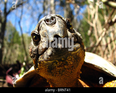 North American Wood Turtle (Glyptemys Insculpta) Stockfoto