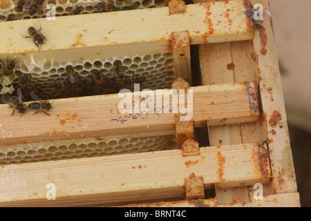 Imkerei. Unerfahrene Imker Erlernen der Fähigkeiten der Bienenzucht Stockfoto