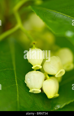 Cremeweiß Cluster von Erdbeerbaum (Arbutus unedo) Blumen im frühen Herbst Stockfoto