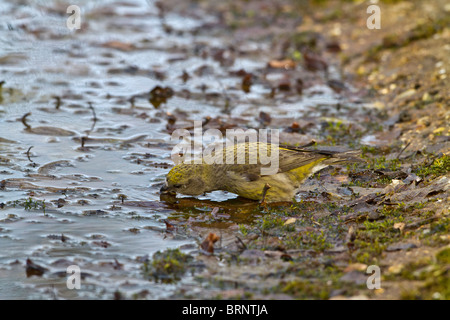 Fichtenkreuzschnabel (Loxia Curvirostra) Weibchen trinken Stockfoto