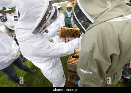 Imkerei. Unerfahrene Imker Erlernen der Fähigkeiten der Bienenzucht Stockfoto